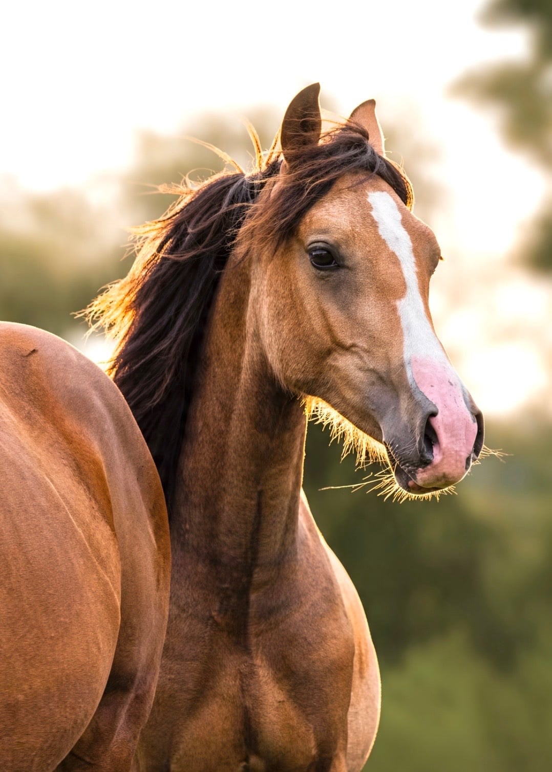 Cardiff "Delilah" Buckskin Filly Youngstock / Foal