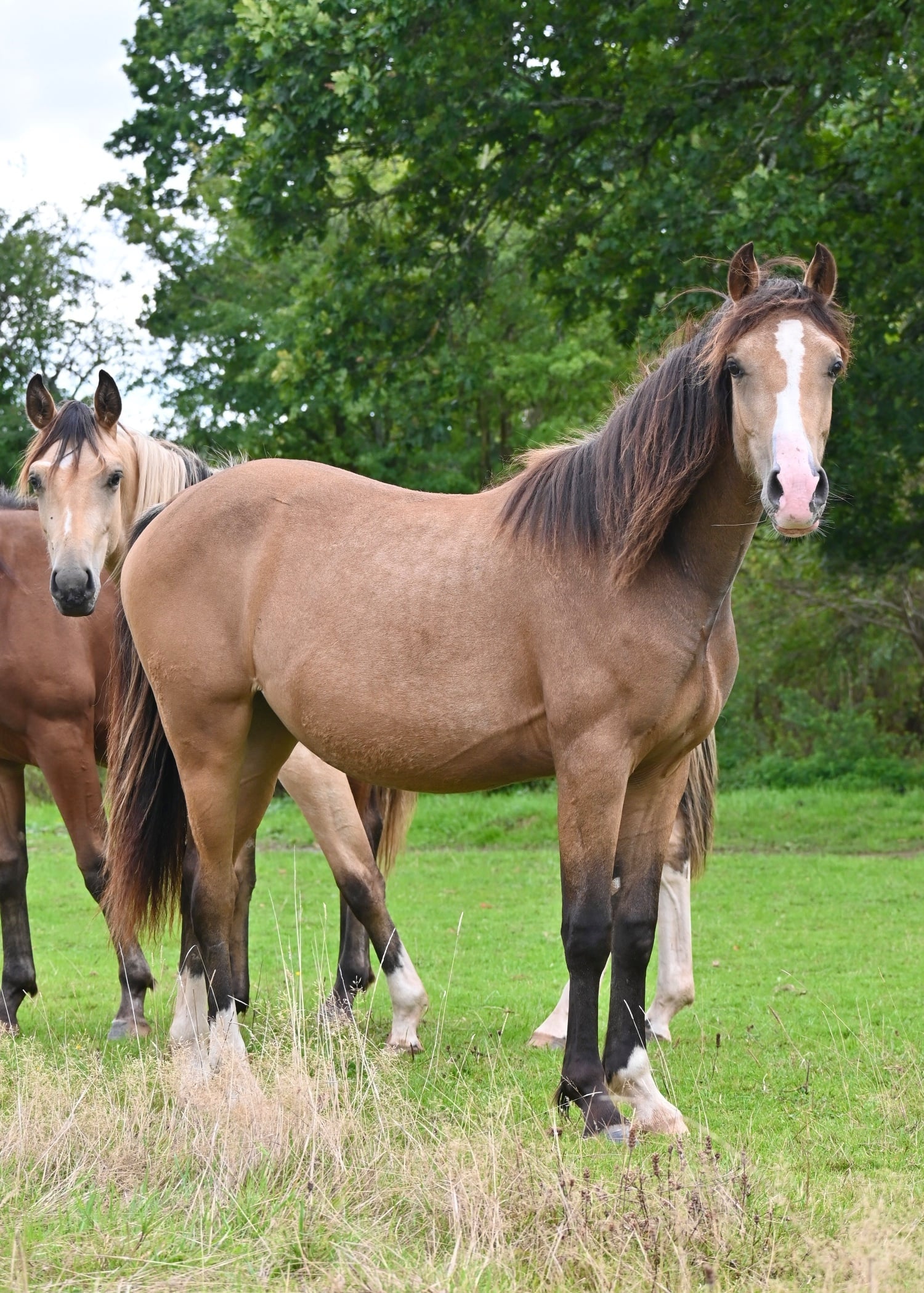 "Delilah" Buckskin Filly Youngstock / Foal - Horses in Cardiff