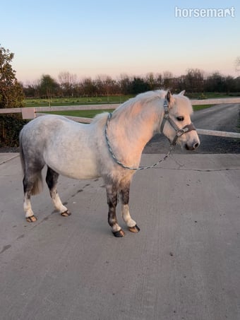 "Pebbles" Grey Gelding Youngstock / Foal