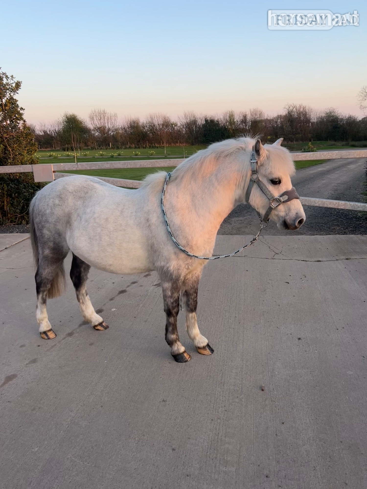 "Pebbles" Grey Gelding Youngstock / Foal in Richmond