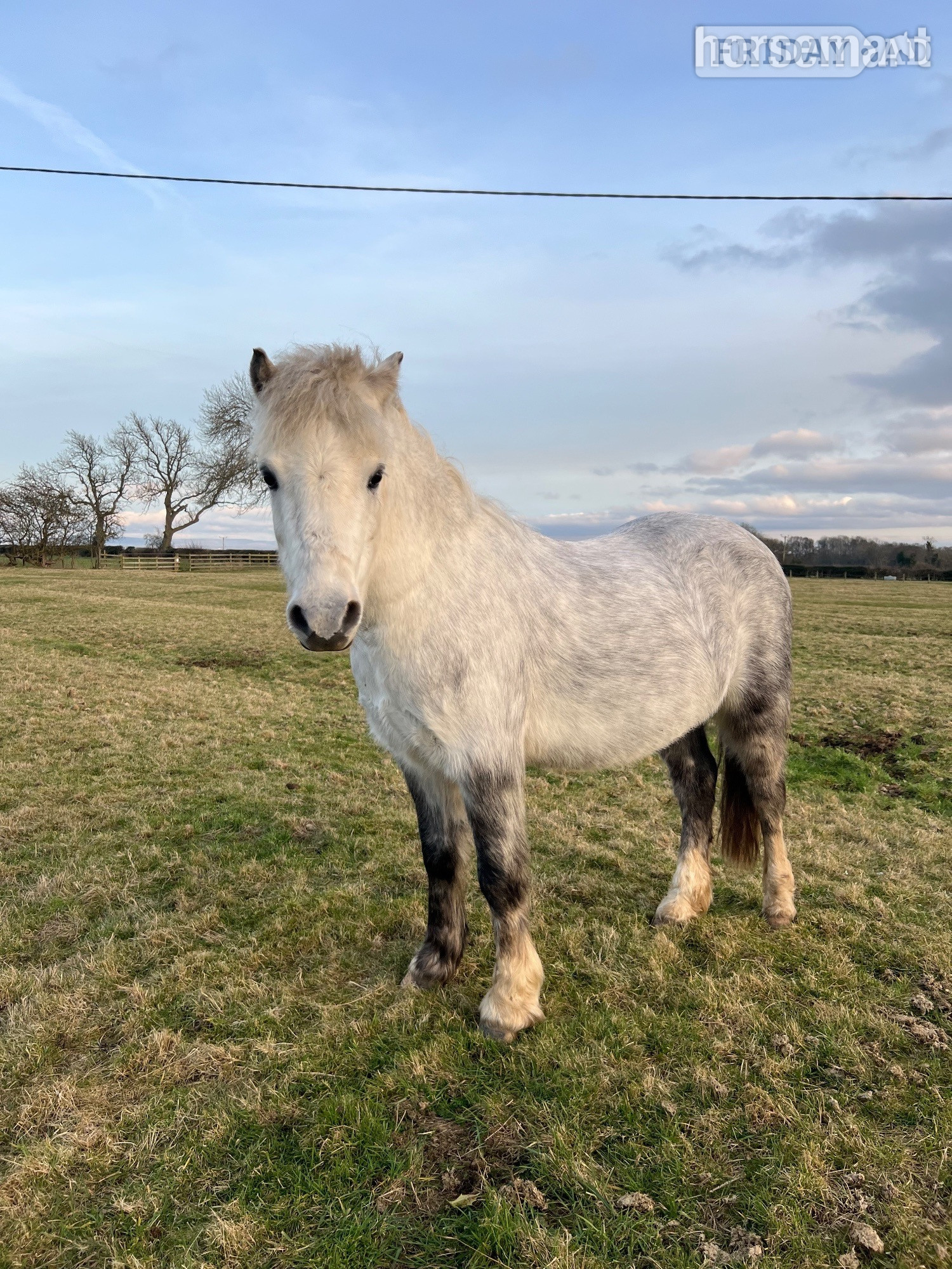"Pebbles" Grey Gelding Youngstock / Foal