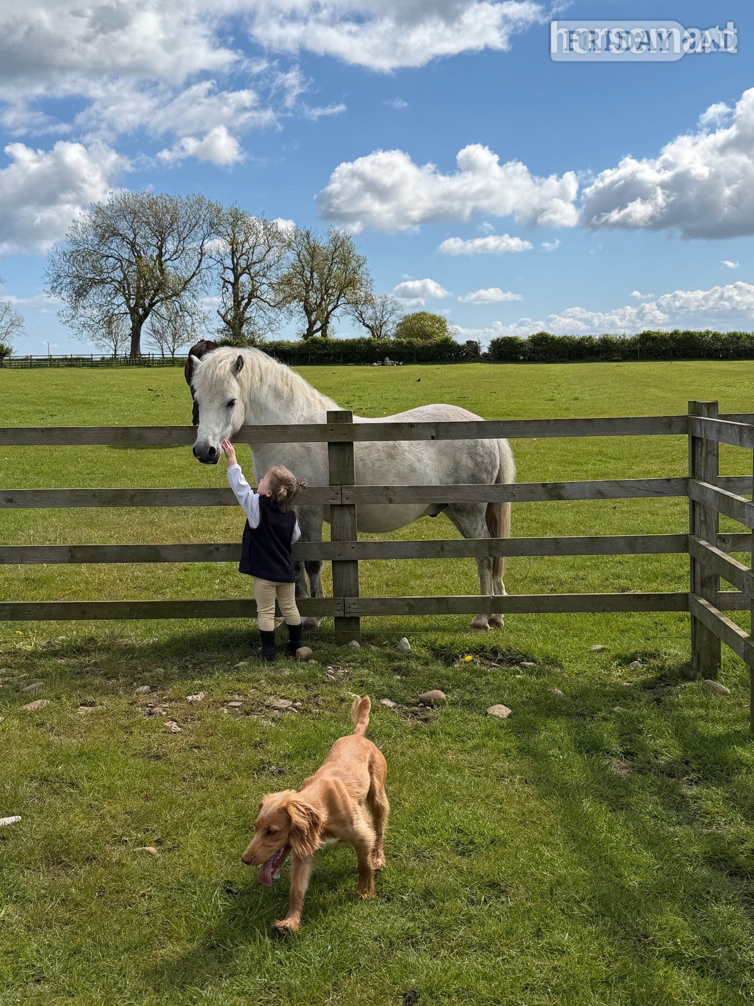 Richmond "Pebbles" Grey Gelding Youngstock / Foal