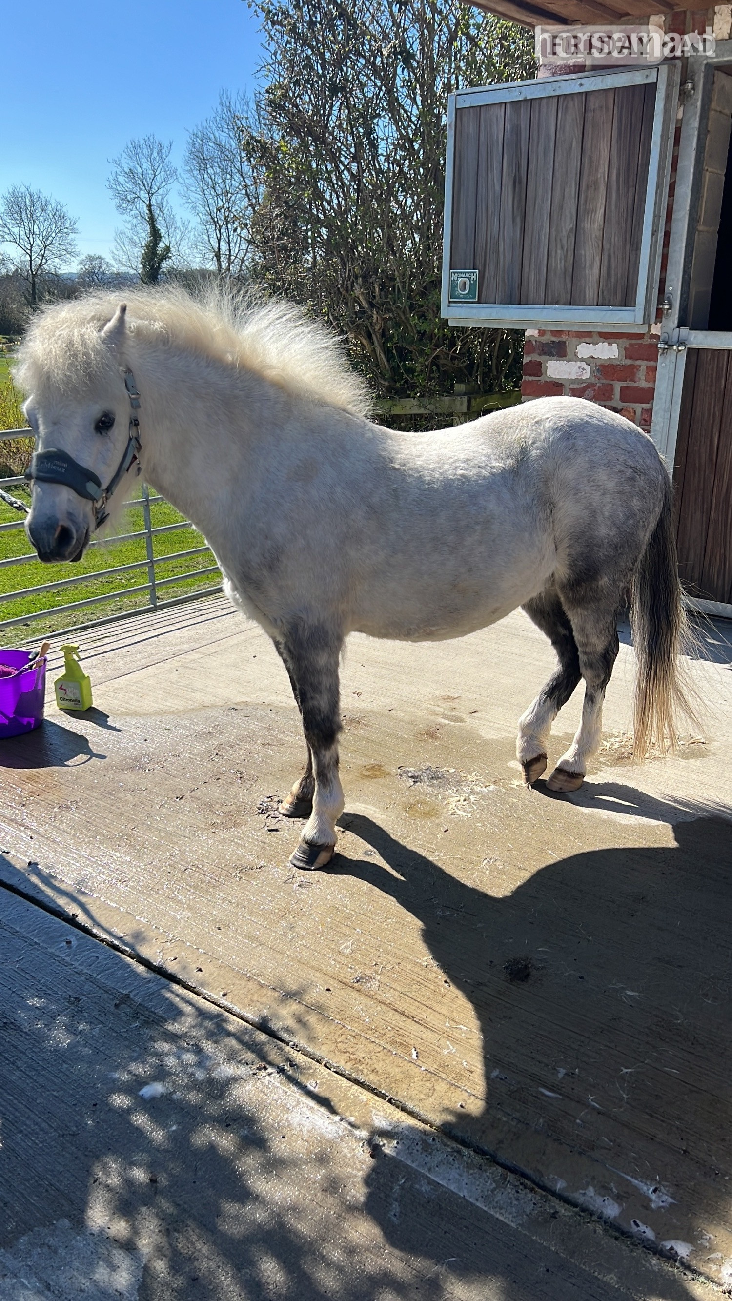 "Pebbles" Grey Gelding Youngstock / Foal - Horses in Richmond