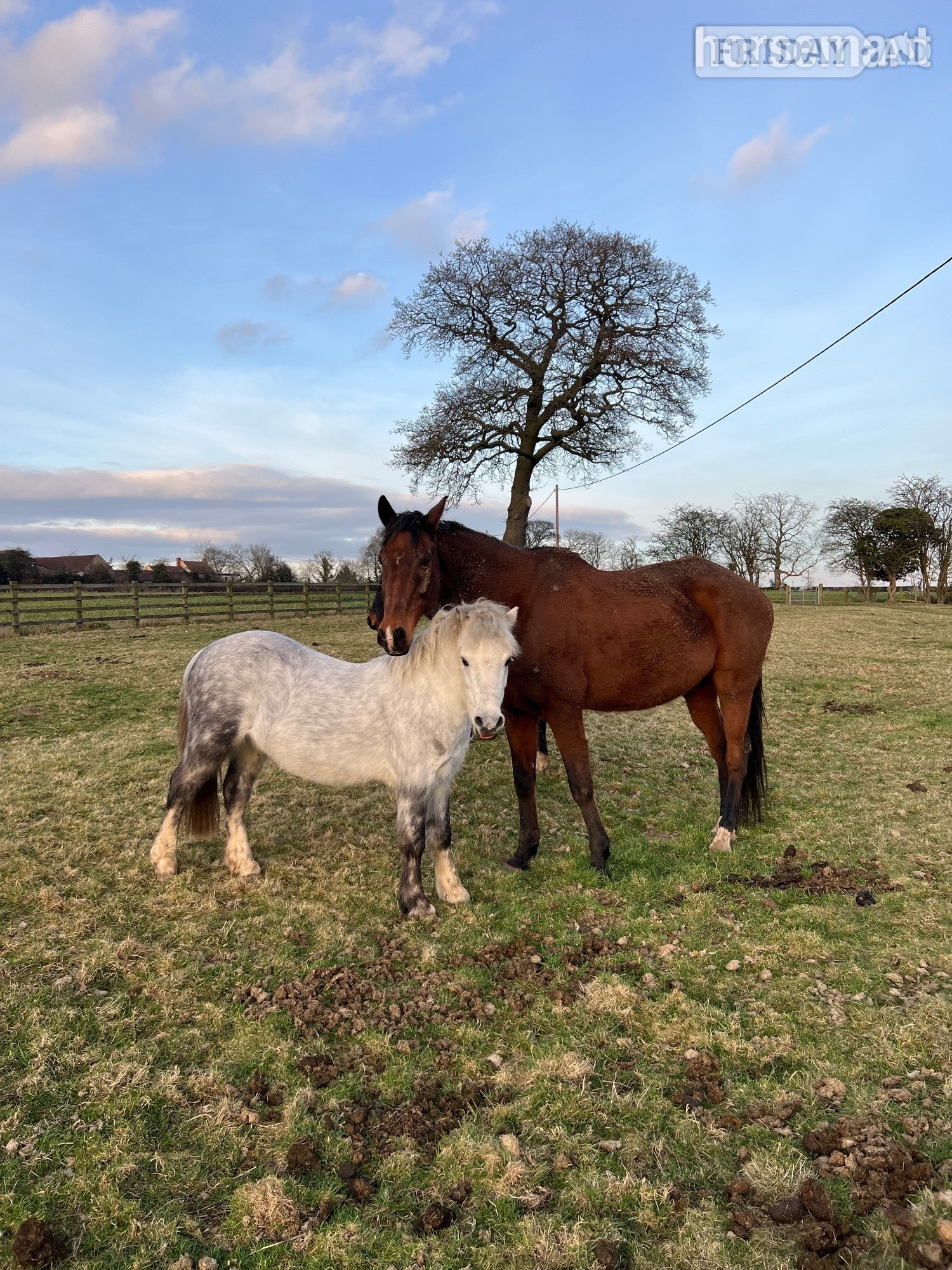 "Pebbles" Grey Gelding Youngstock / Foal - Horses
