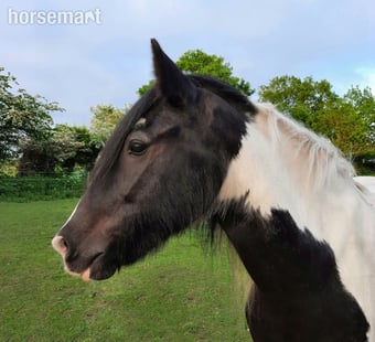 "Alfie" Piebald Gelding Cob/Heavy Horse