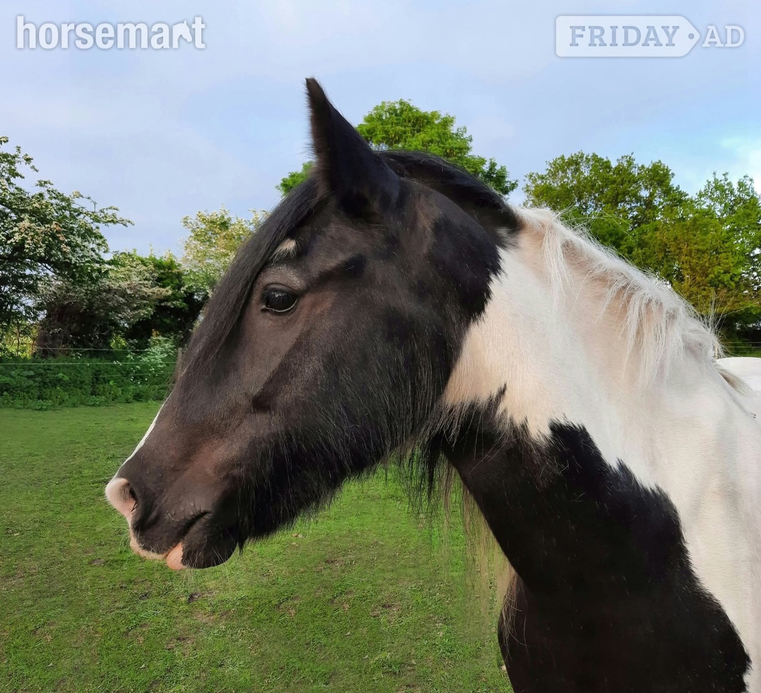 "Alfie" Piebald Gelding Cob/Heavy Horse in Syderstone