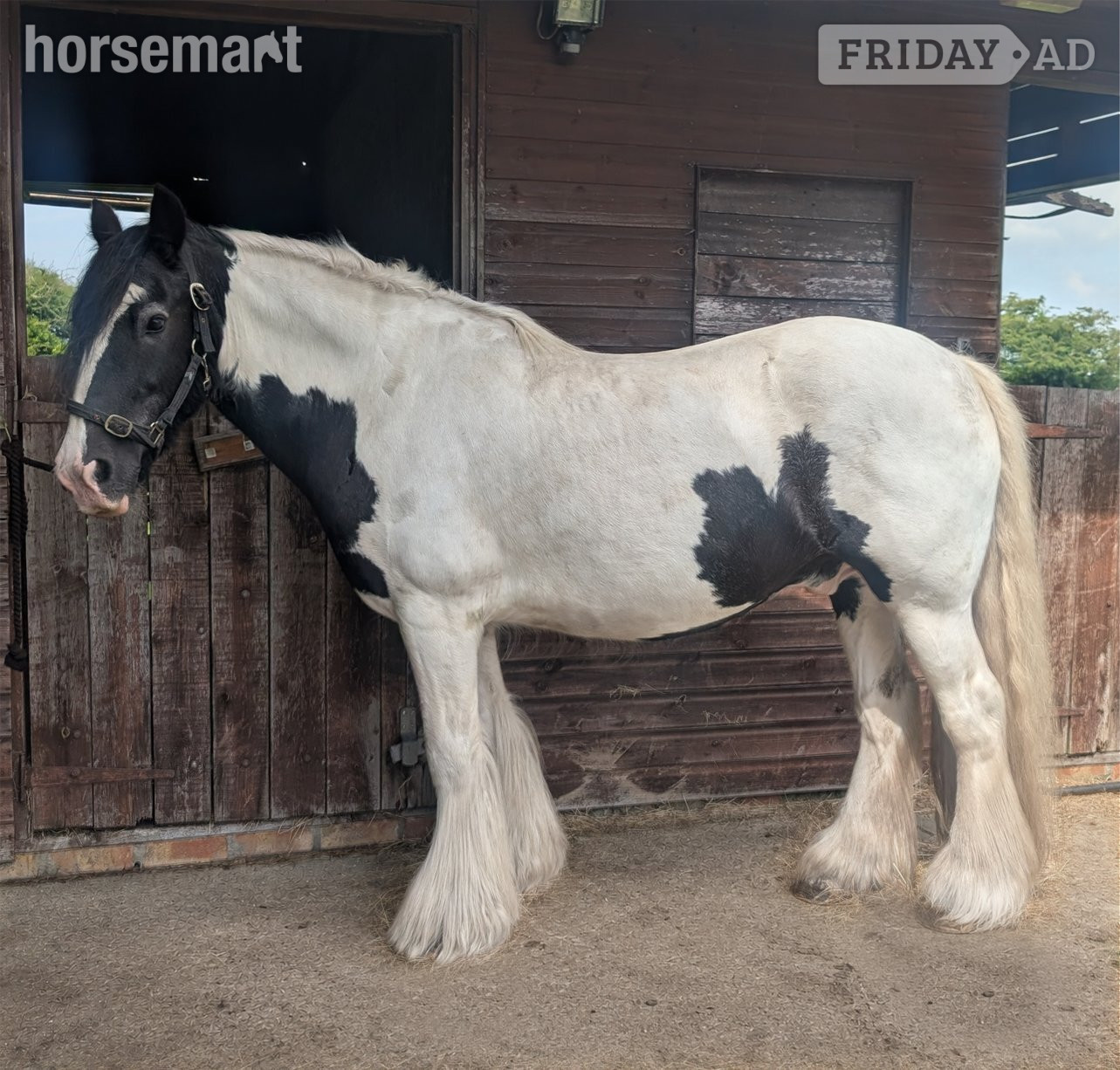 "Alfie" Piebald Gelding Cob/Heavy Horse
