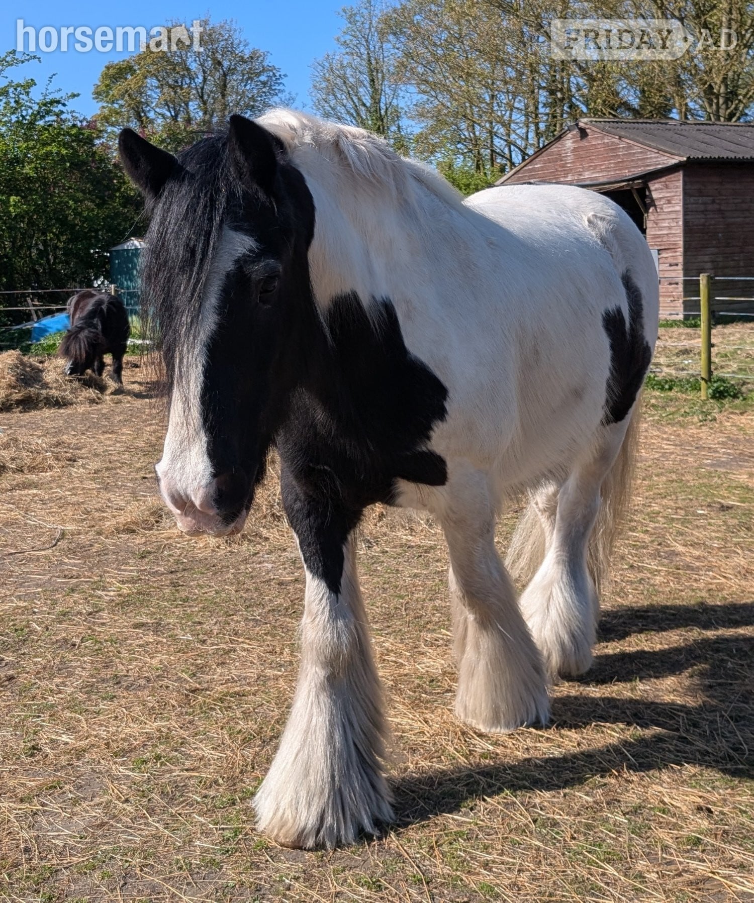 Syderstone "Alfie" Piebald Gelding Cob/Heavy Horse