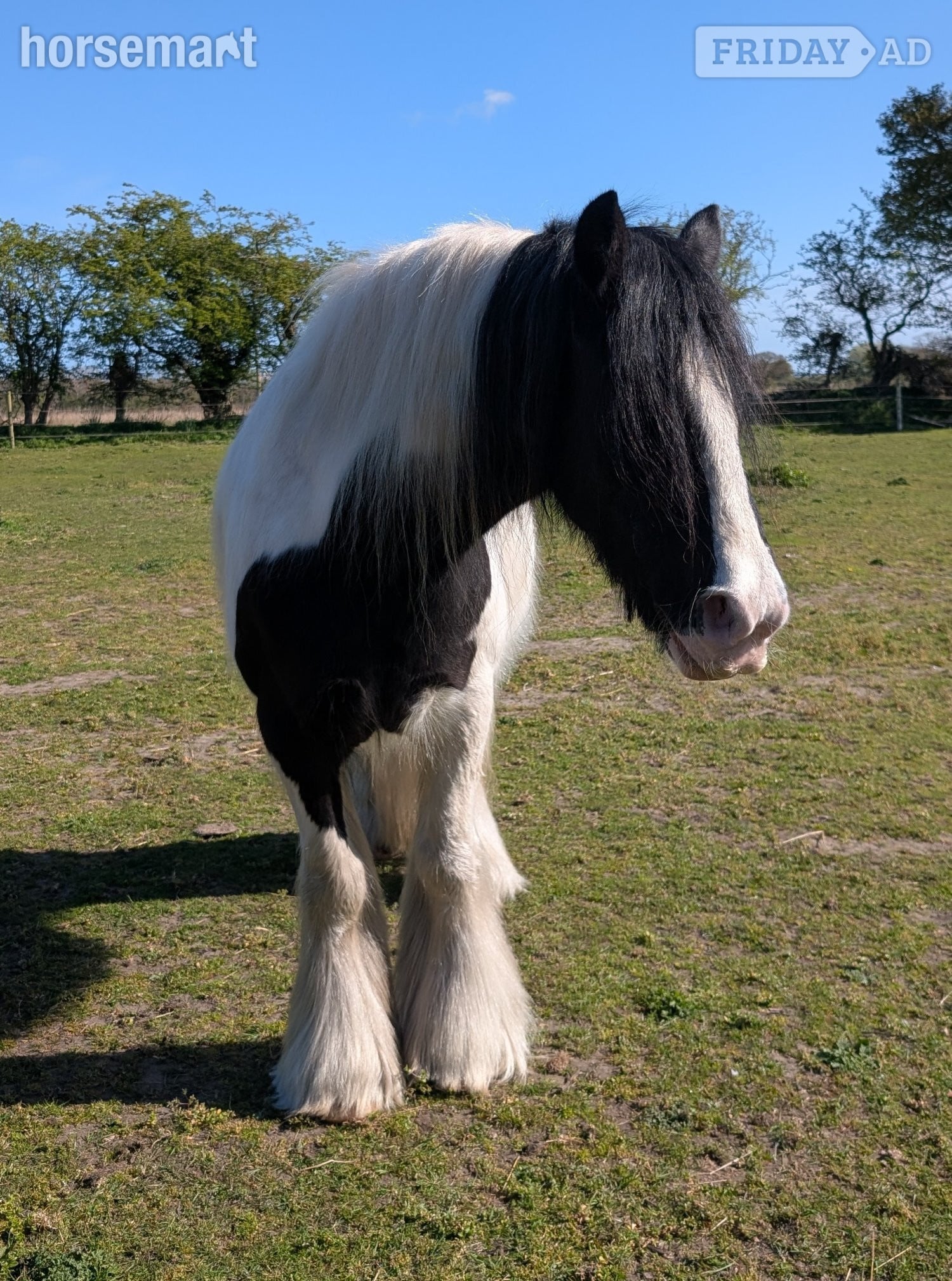 "Alfie" Piebald Gelding Cob/Heavy Horse - Horses in Syderstone