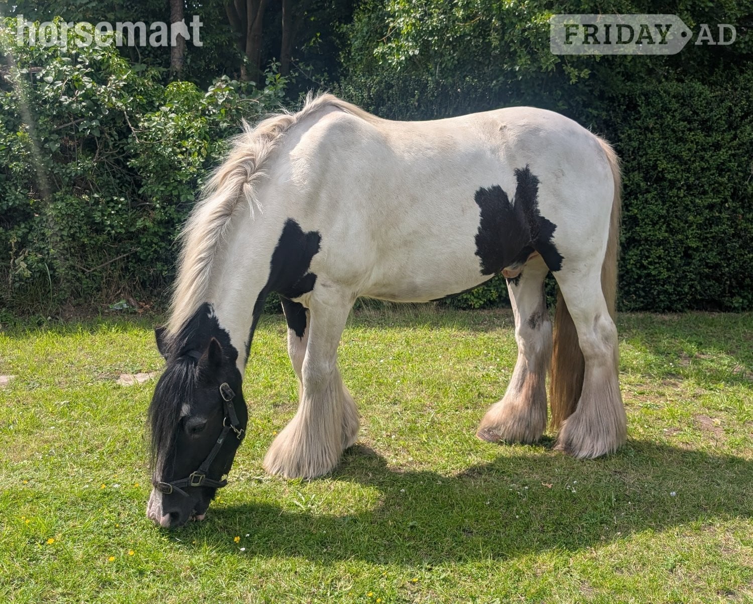 "Alfie" Piebald Gelding Cob/Heavy Horse - Horses