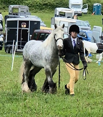 "Benjamin Button" Dapple Grey Gelding All Rounder
