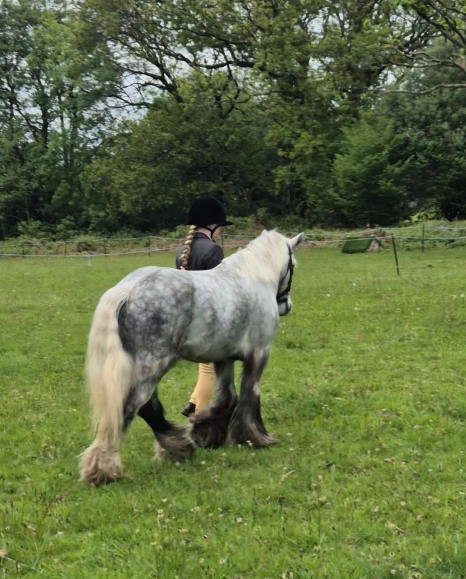 "Benjamin Button" Dapple Grey Gelding All Rounder