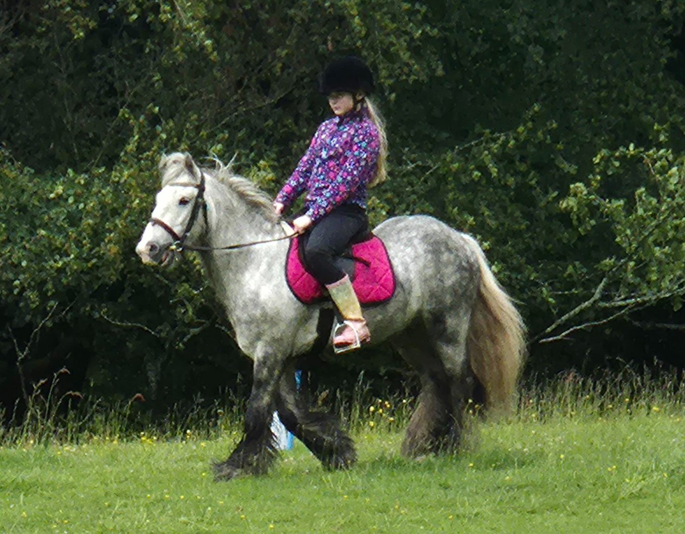 "Benjamin Button" Dapple Grey Gelding All Rounder - Horses in Newport