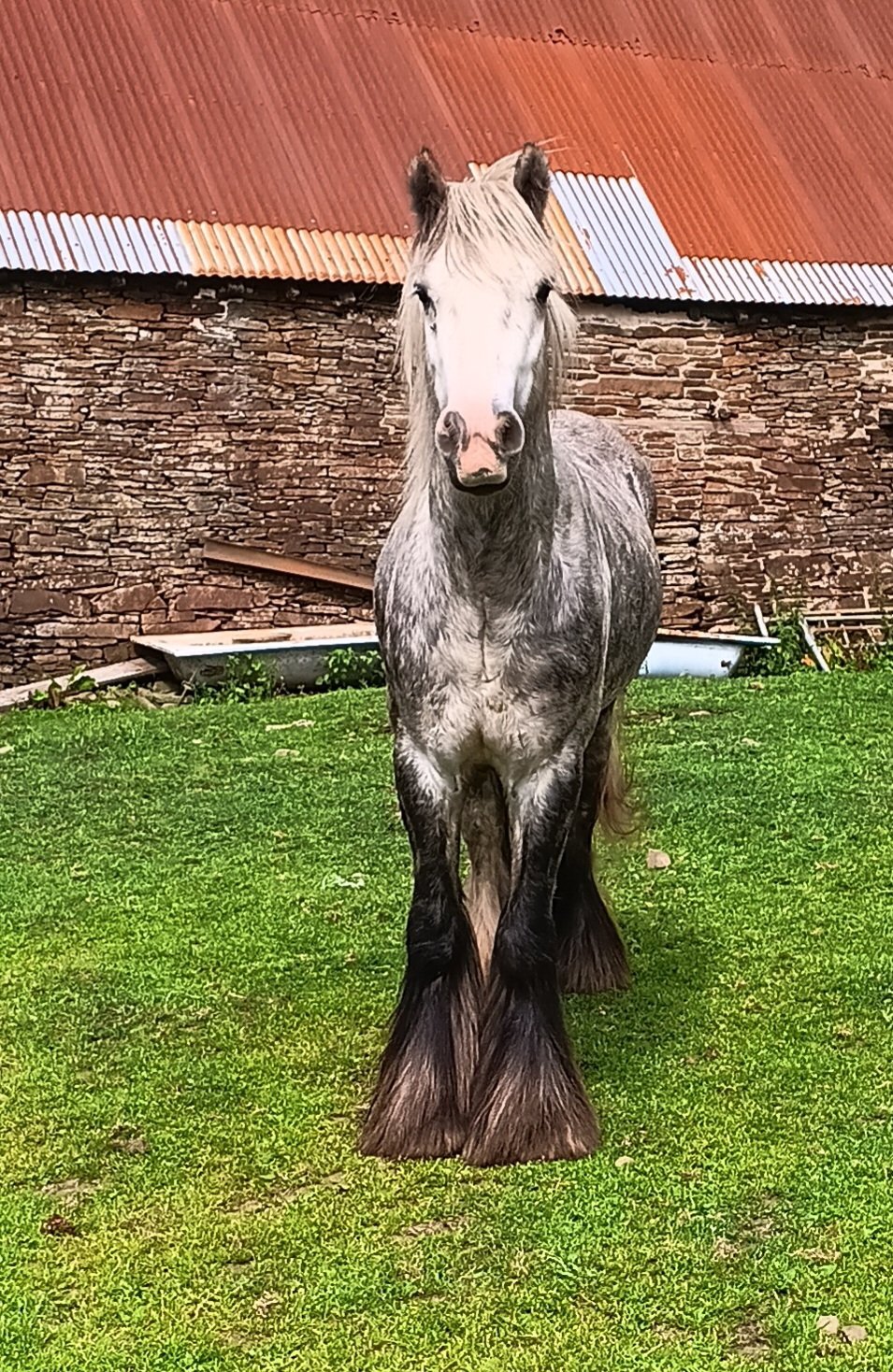 "Benjamin Button" Dapple Grey Gelding All Rounder - Horses