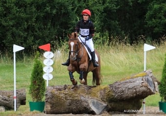 "Sir Robin Hearts" Chestnut Gelding All Rounder