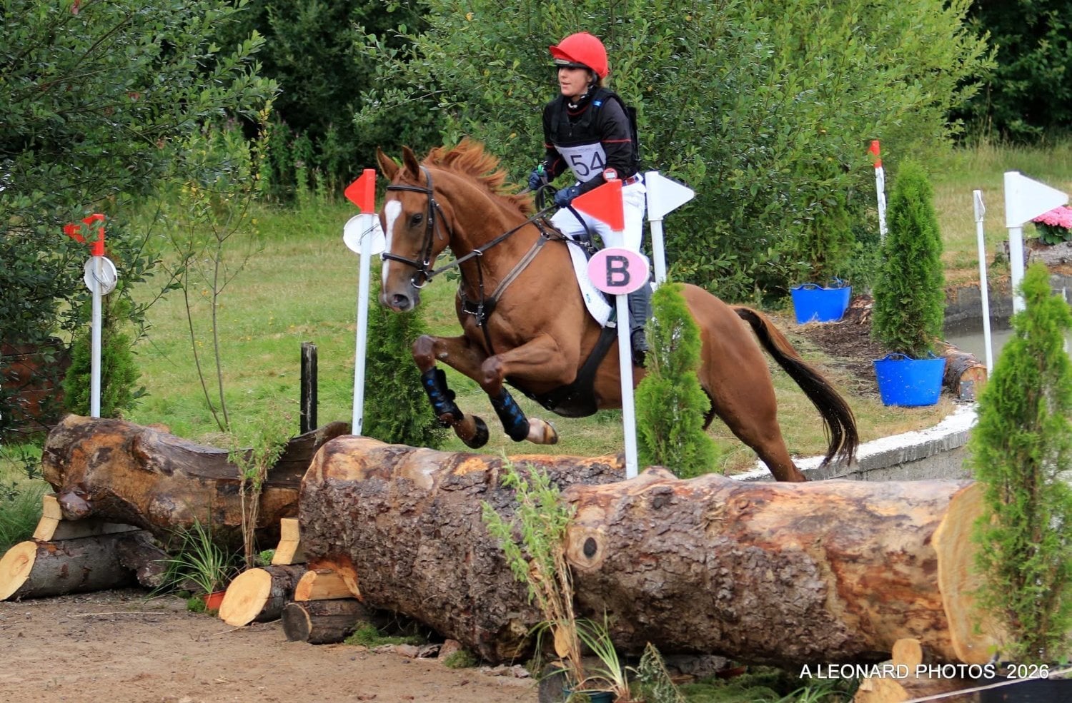 "Sir Robin Hearts" Chestnut Gelding All Rounder