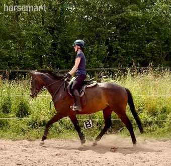 "Floss" Dark Bay Mare All Rounder
