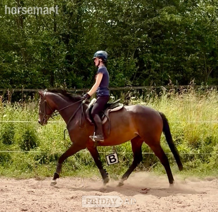 "Floss" Dark Bay Mare All Rounder in Stafford