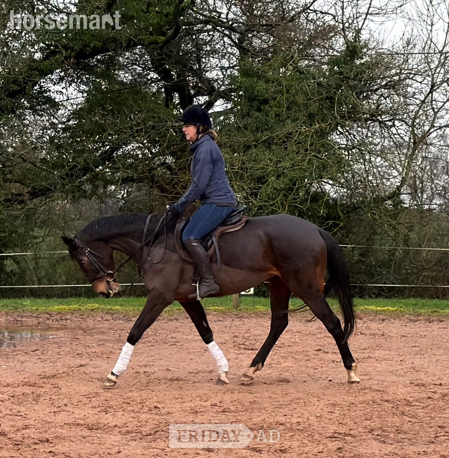 "Floss" Dark Bay Mare All Rounder