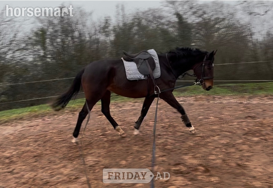 Stafford "Floss" Dark Bay Mare All Rounder