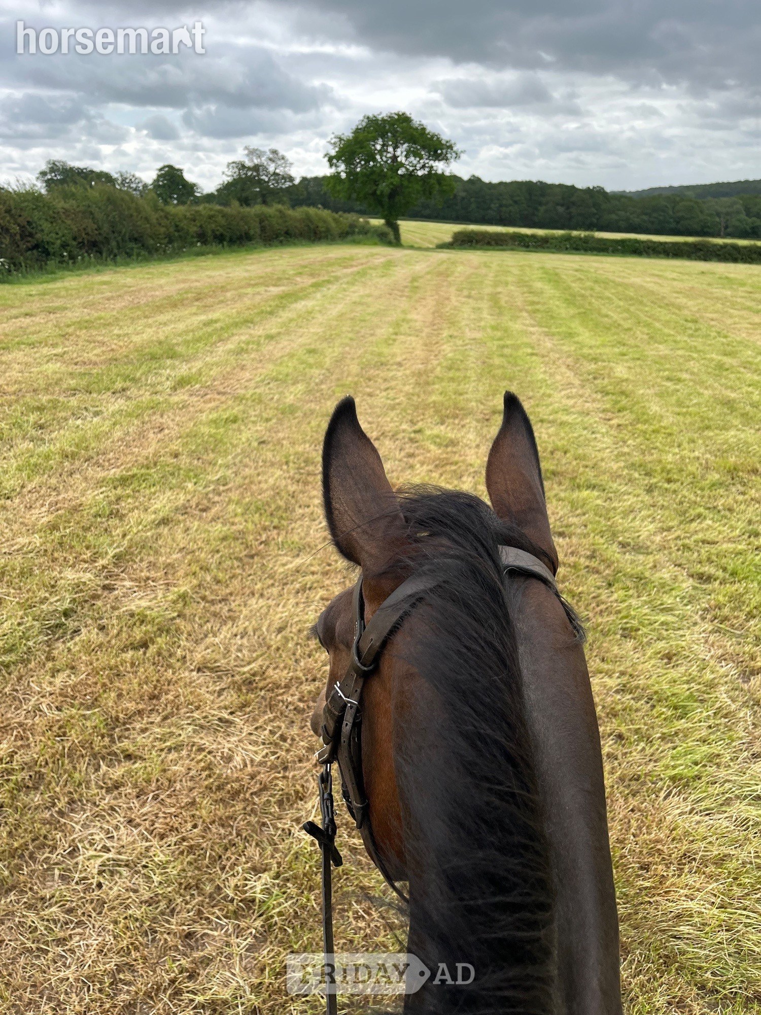 "Floss" Dark Bay Mare All Rounder - Horses in Stafford