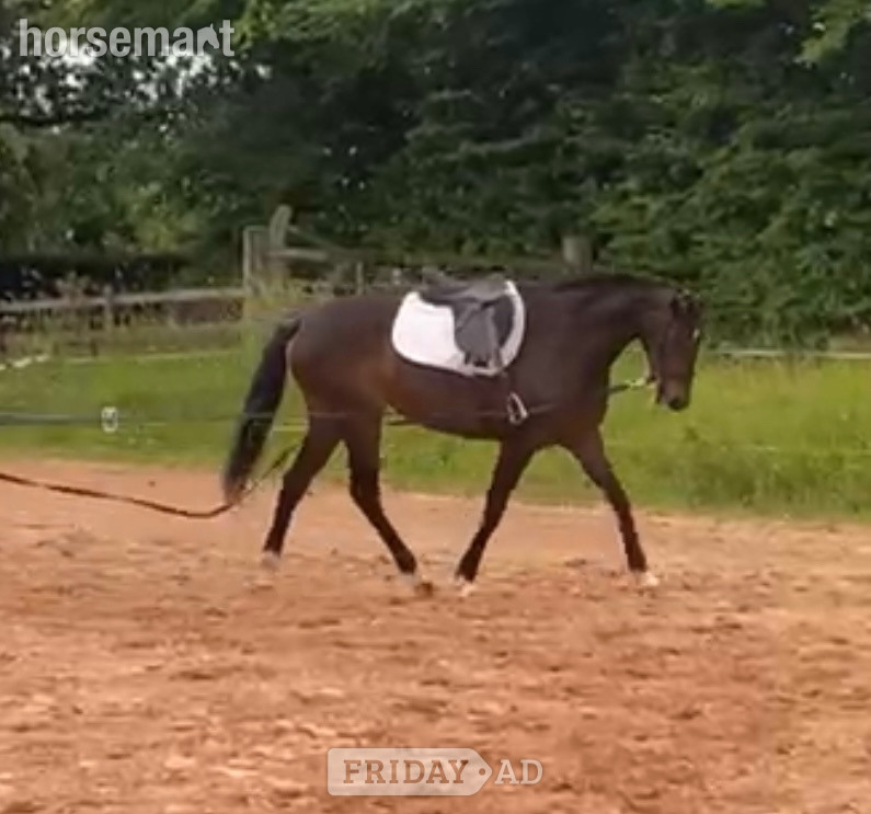 "Floss" Dark Bay Mare All Rounder - Horses