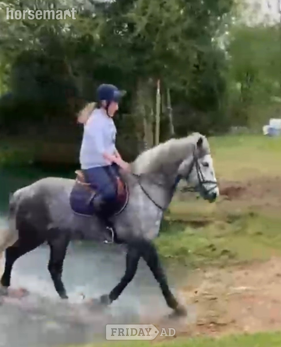 "Jasper" Dapple Grey Gelding All Rounder in Stafford