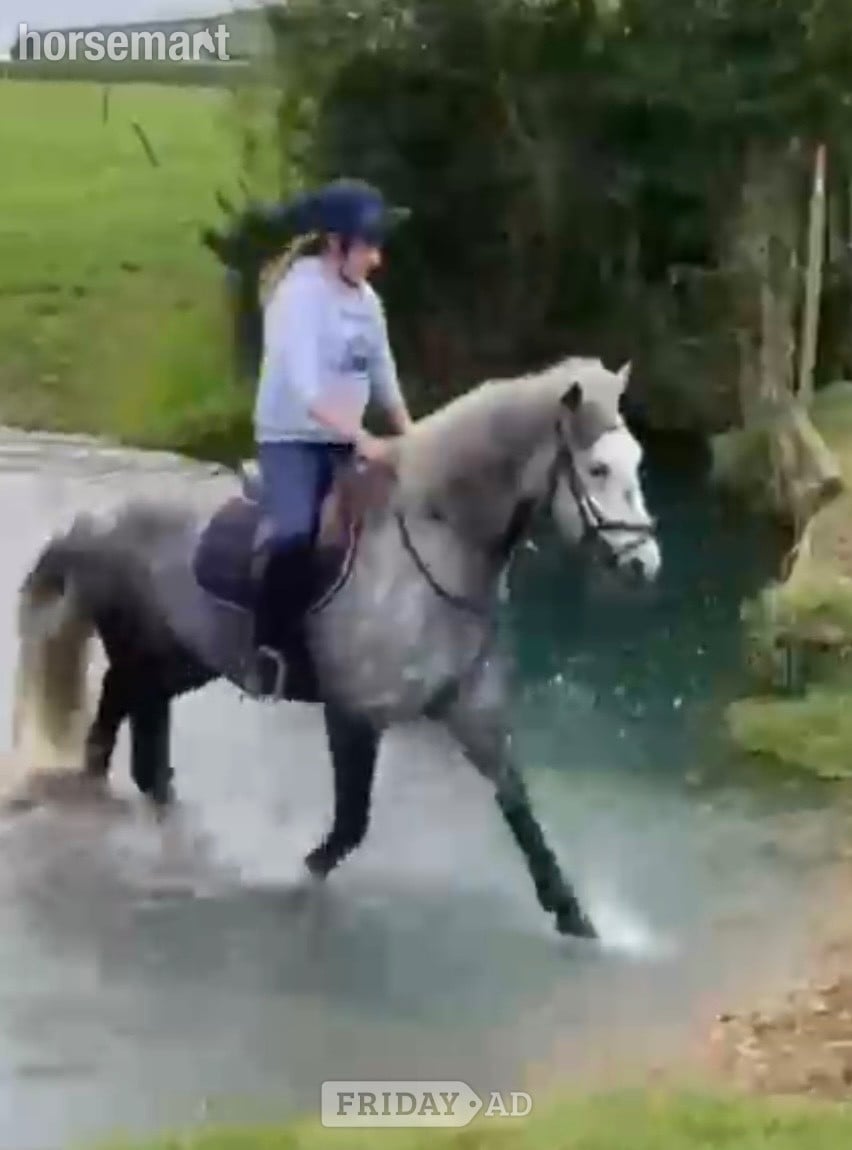 "Jasper" Dapple Grey Gelding All Rounder