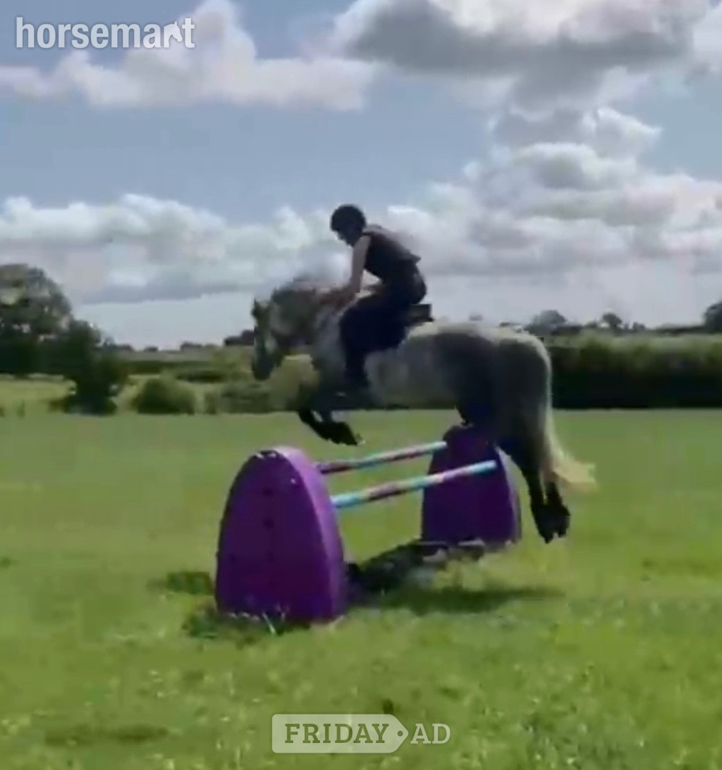 Stafford "Jasper" Dapple Grey Gelding All Rounder