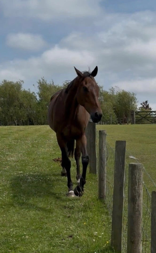 Caernarfon "Ollie" Chestnut Gelding All Rounder