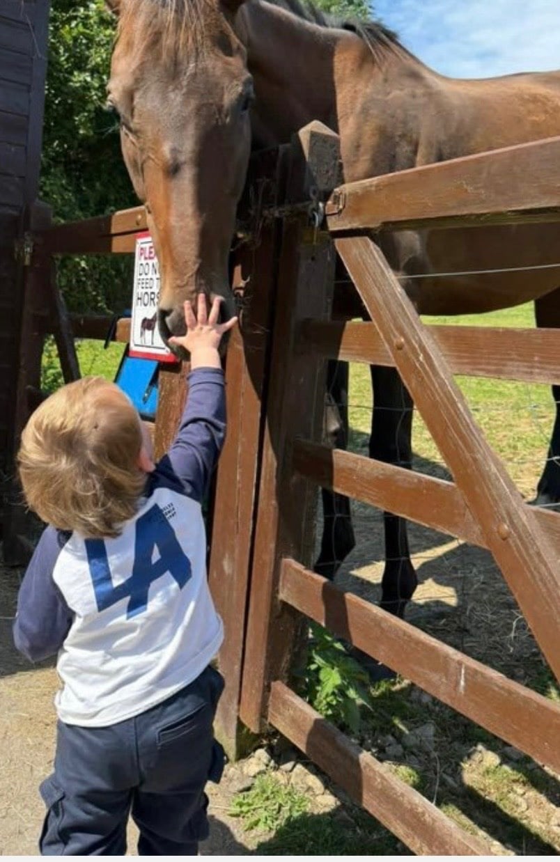 "Ollie" Chestnut Gelding All Rounder - Horses in Caernarfon