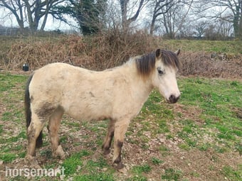 "Olwen" Spotted Filly Youngstock / Foal