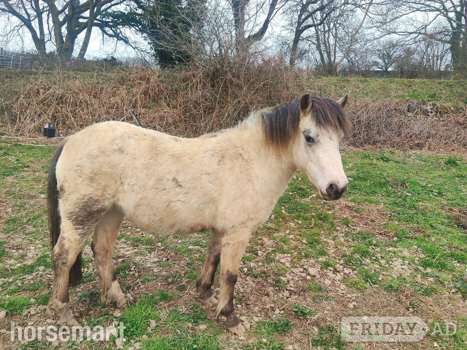 "Olwen" Spotted Filly Youngstock / Foal in Tavistock