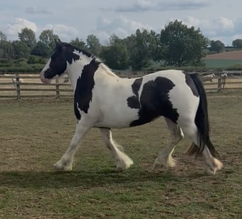 "Dolly Mixture" Piebald Mare Cob/Heavy Horse