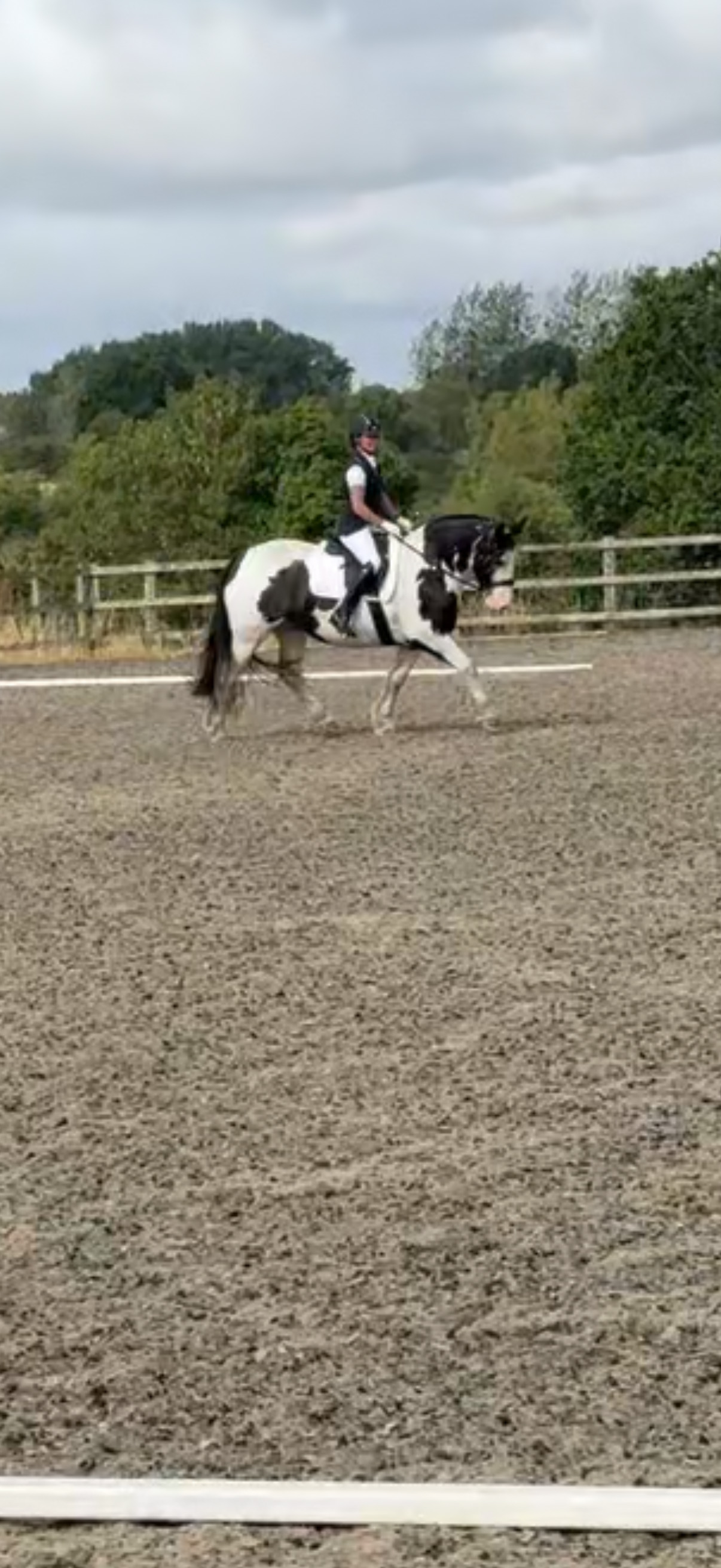 Worcester "Dolly Mixture" Piebald Mare Cob/Heavy Horse