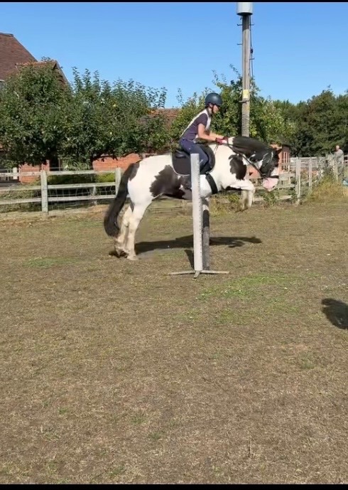 "Dolly Mixture" Piebald Mare Cob/Heavy Horse - Horses in Worcester