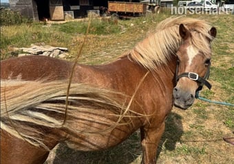 "PATTENDOWN KIRSTYS AURORA "RORA"" Chestnut Mare Mountain & Moorland Pony