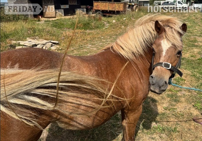 "PATTENDOWN KIRSTYS AURORA "RORA"" Chestnut Mare Mountain & Moorland Pony in Cresswells