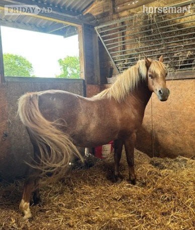 "PATTENDOWN KIRSTYS AURORA "RORA"" Chestnut Mare Mountain & Moorland Pony