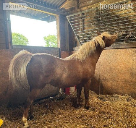 Cresswells "PATTENDOWN KIRSTYS AURORA "RORA"" Chestnut Mare Mountain & Moorland Pony