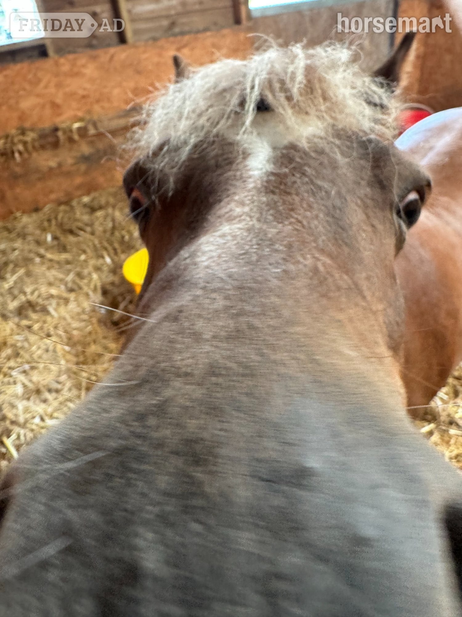 "PATTENDOWN KIRSTYS AURORA "RORA"" Chestnut Mare Mountain & Moorland Pony - Horses in Cresswells