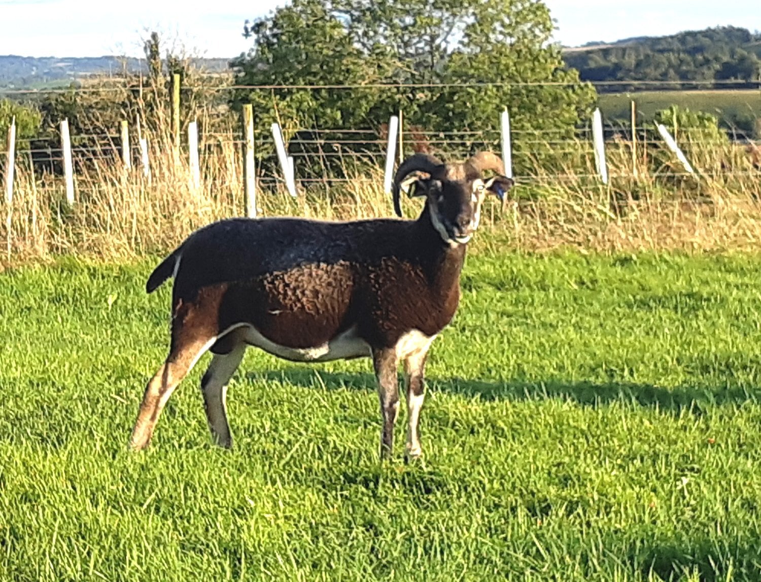 Wiltshire Horn cross sheep &amp; Starter Flocks