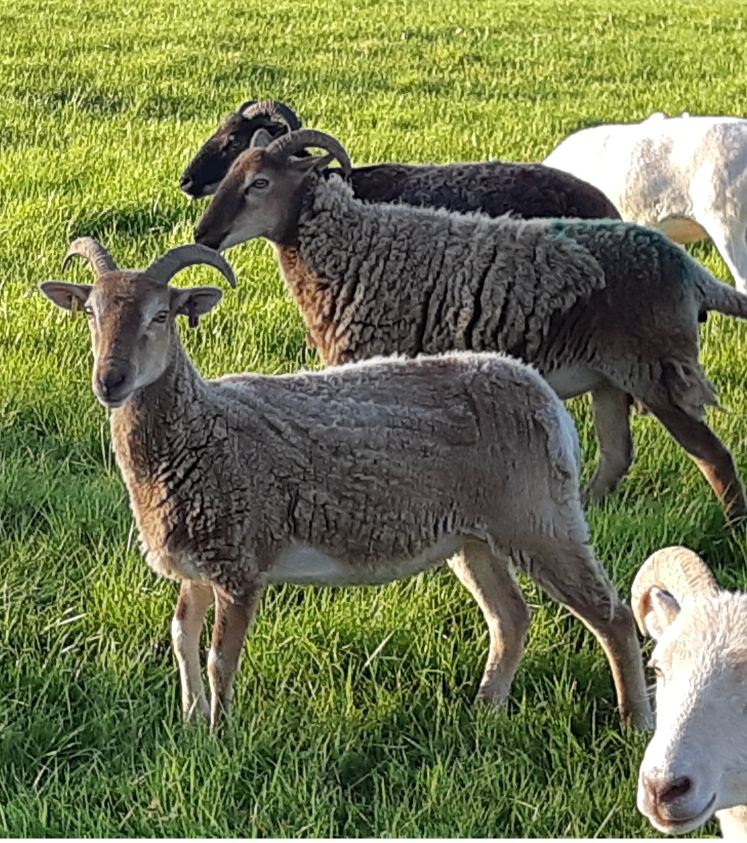 Wark Wiltshire Horn cross sheep &amp; Starter Flocks