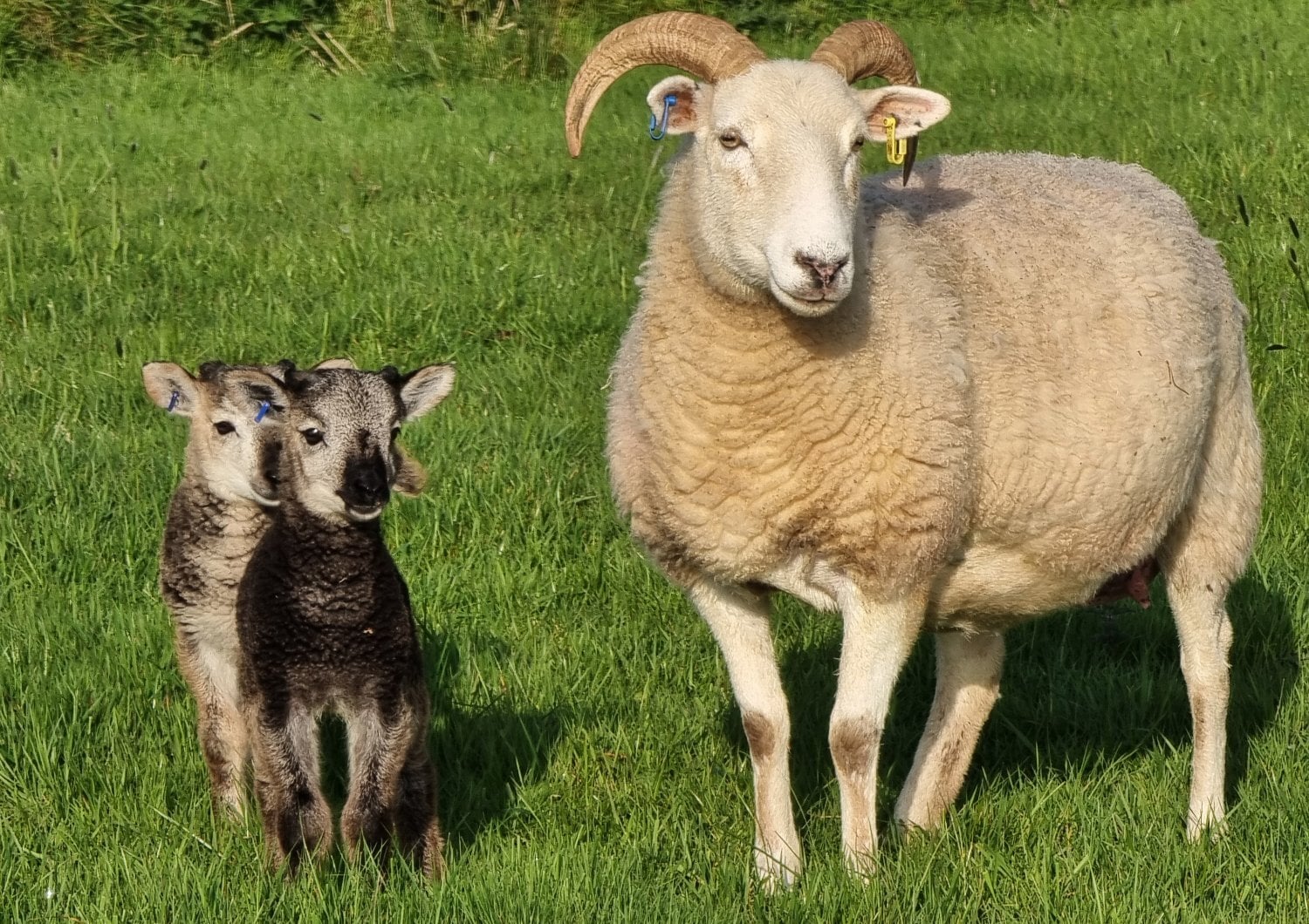 Wiltshire Horn cross sheep &amp; Starter Flocks - Livestock in Wark