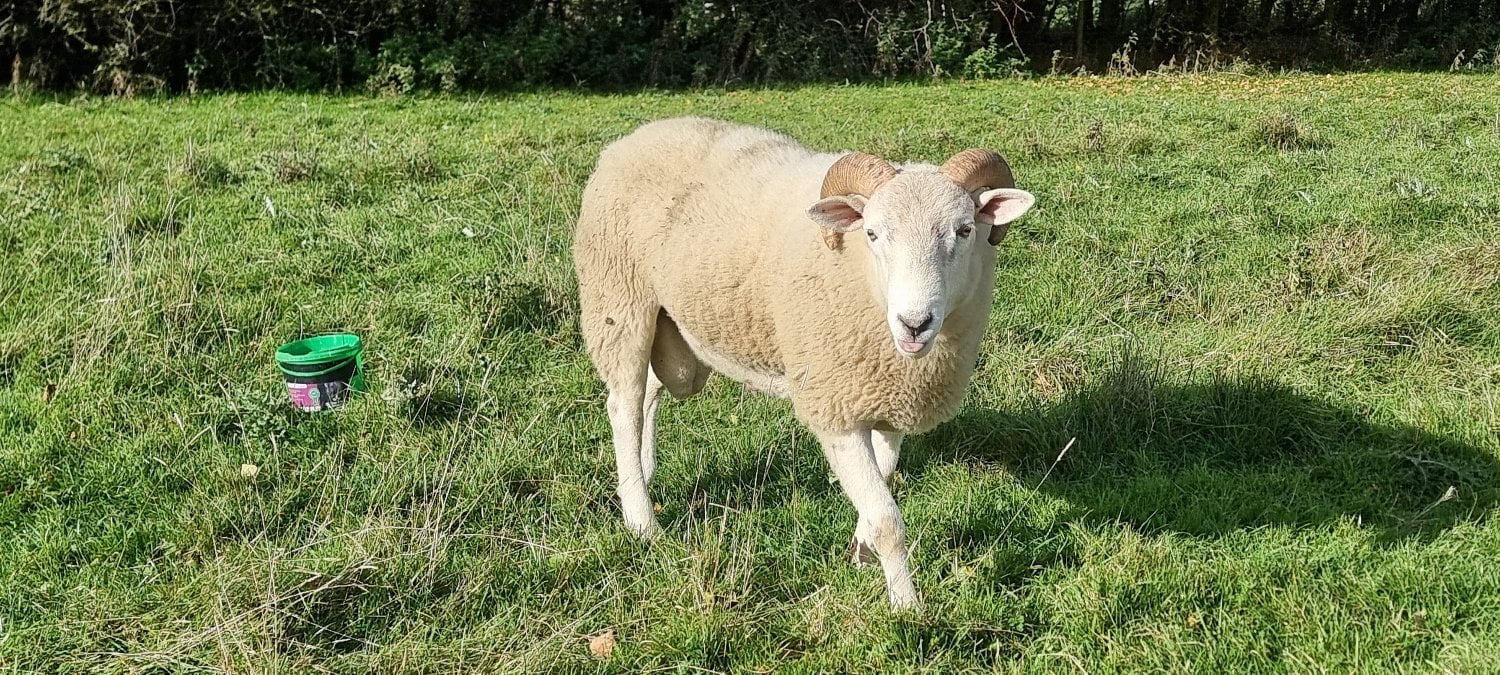 Wiltshire Horn cross sheep &amp; Starter Flocks - Livestock