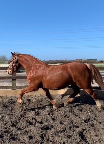 "Rusty" Chestnut Mare Project Horse