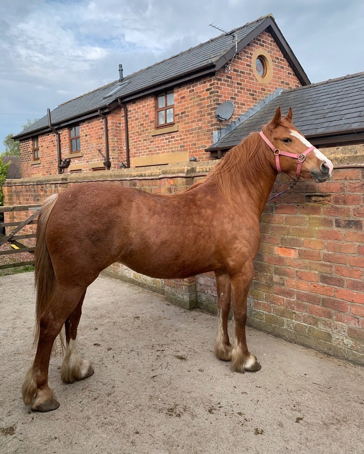 "Rusty" Chestnut Mare Project Horse