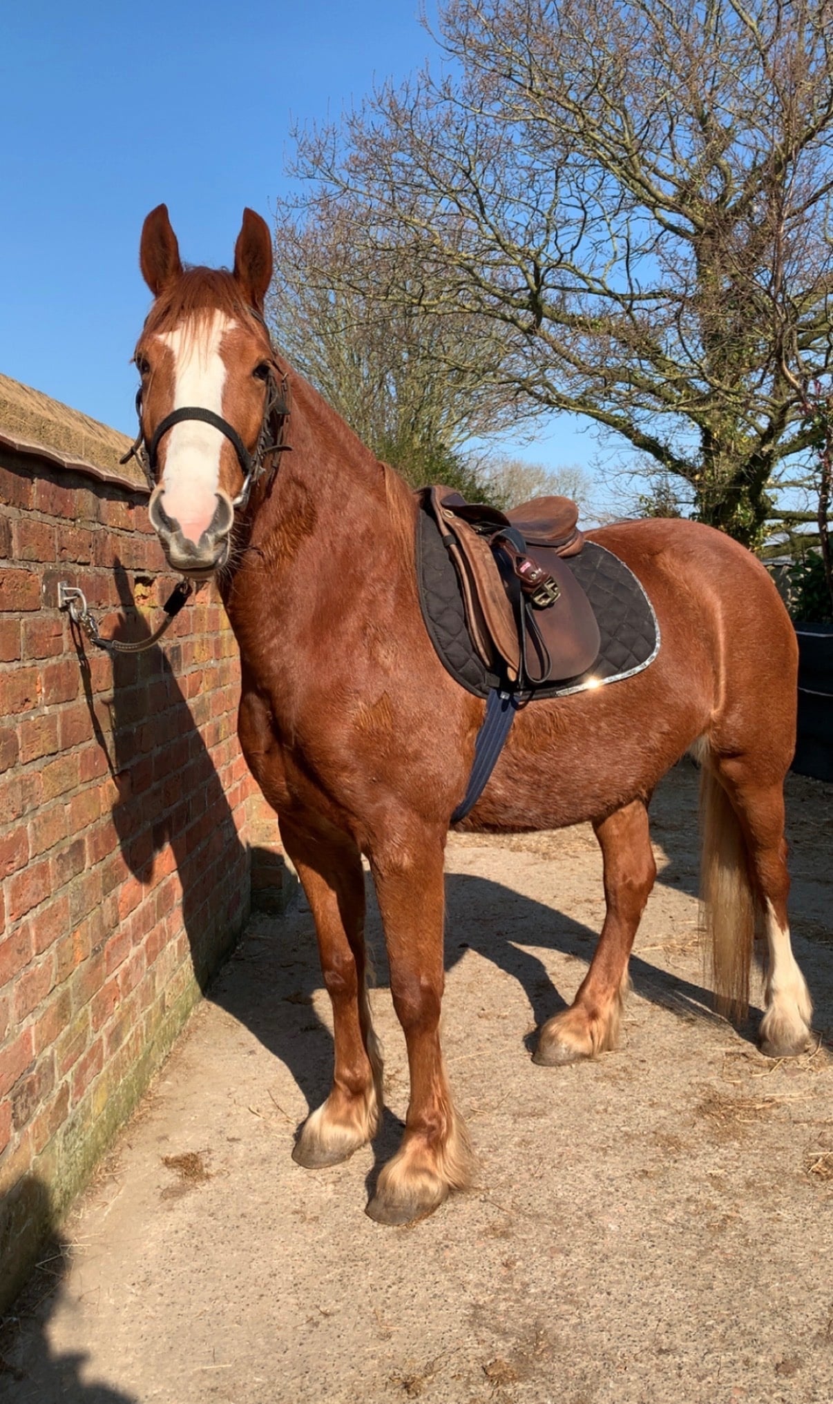 Out Rawcliffe "Rusty" Chestnut Mare Project Horse