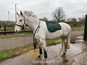 "William"  Gelding All Rounder