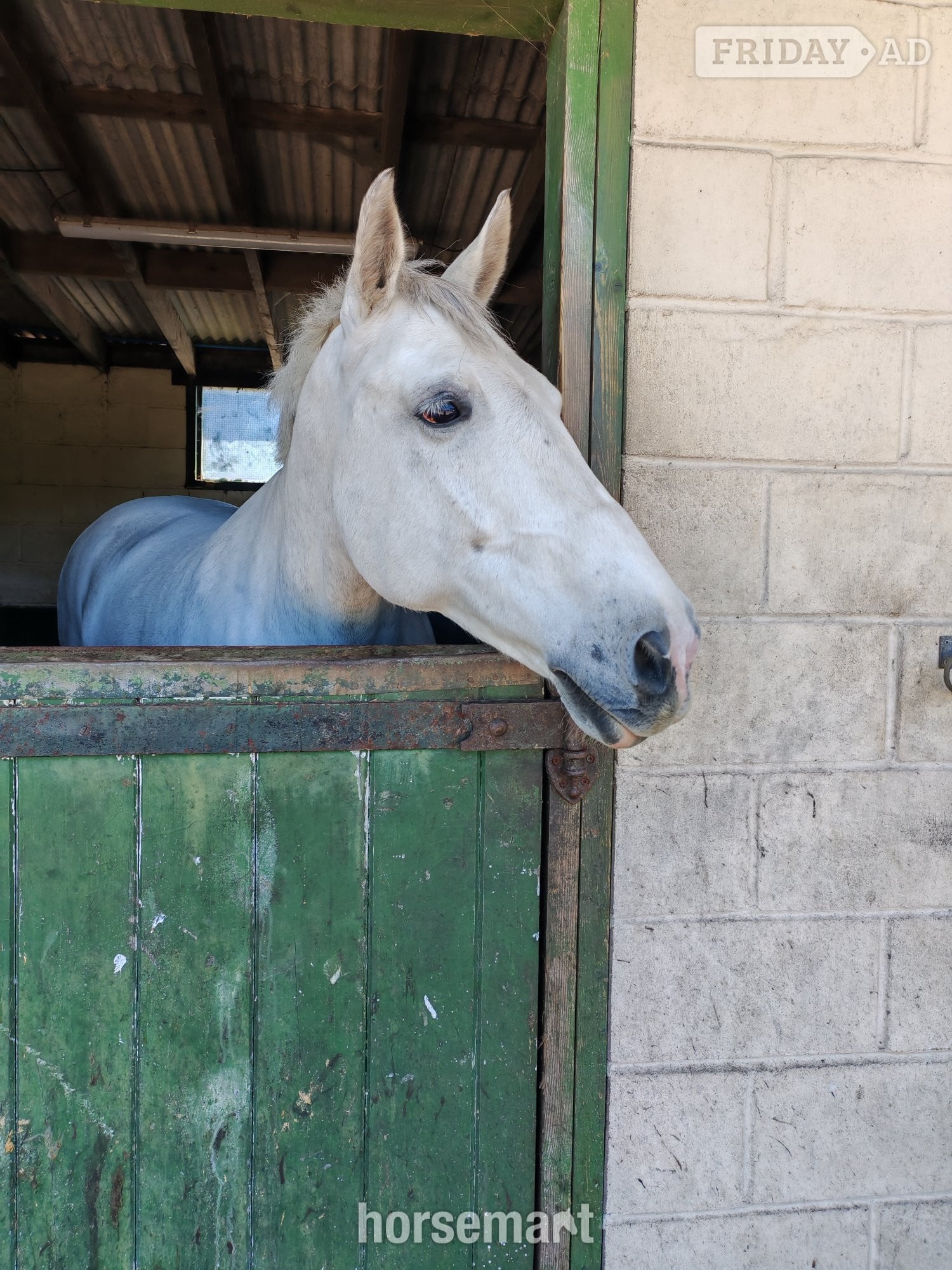 "William"  Gelding All Rounder
